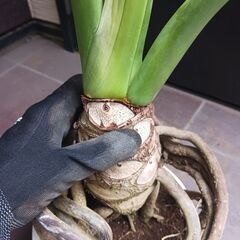 8000円　5 セローム　7号　根上がり　気根立ち　個性的　八丈島産　の画像