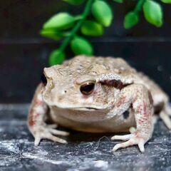 二ホンヒキガエル子供7㎝メス⑱　横赤の画像