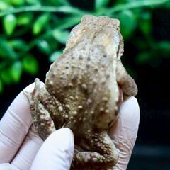 二ホンヒキガエル子供7㎝メス⑱　横赤の画像