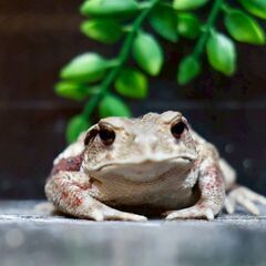 二ホンヒキガエル子供7㎝メス⑱　横赤の画像