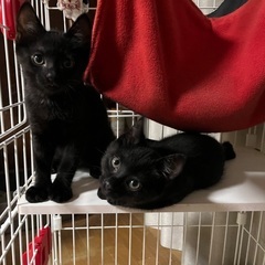 生後2ケ月の子猫です✨