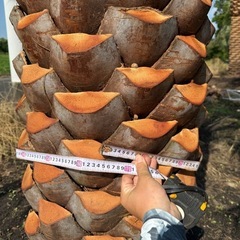 ココスヤシ　シルバーリーフ　【配送・植え込み対応OK！引き取りも大歓迎】の画像