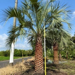 ココスヤシ　シルバーリーフ　【配送・植え込み対応OK！引き取りも大歓迎】の画像