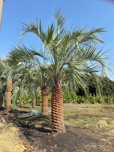 ココスヤシシルバーリーフ【配送・植え込み対応OK！引き取りも大