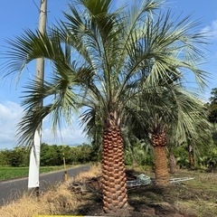 ココスヤシ　シルバーリーフ　【配送・植え込み対応OK！引き取りも大歓迎】の画像