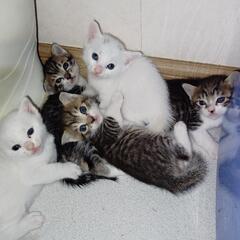 生後1ヶ月です。