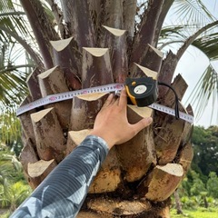 ココスヤシ　シルバーリーフ　極太 【配送・植え込み対応OK！引き取りも大歓迎】の画像
