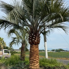 ココスヤシ　シルバーリーフ　極太 【配送・植え込み対応OK！引き取りも大歓迎】の画像