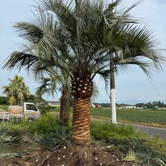 ココスヤシ　シルバーリーフ　極太 【配送・植え込み対応OK！引き取りも大歓迎】の画像
