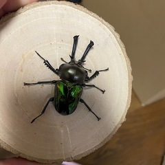 ニジイロクワガタ