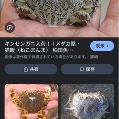 キンセンガニ(金銭蟹)の画像
