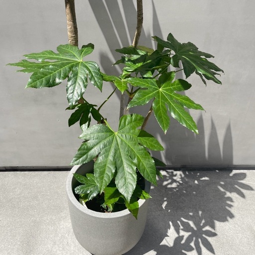 観葉植物　ヤツデ