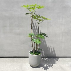 観葉植物　ヤツデ
