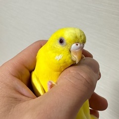 セキセイインコ2