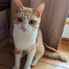 可愛い茶トラちゃん