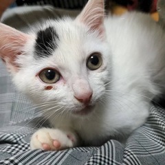 とっても可愛いシロキジ🐱
