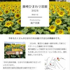 🌻2025 藤崎ひまわり回廊🌻