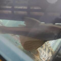 アカプレコの画像