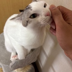 家族になってあげてください。