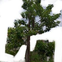 ソヨゴの剪定枝