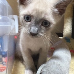 元気いっぱい甘えん坊の男の子