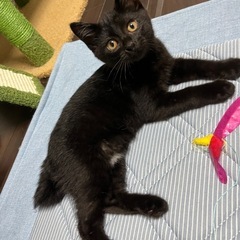 真っ黒のかわいい子猫♡3ヶ月男の子