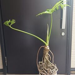 8000円　6 セローム　7号　根上がり　幹上がり　個性的　気根...
