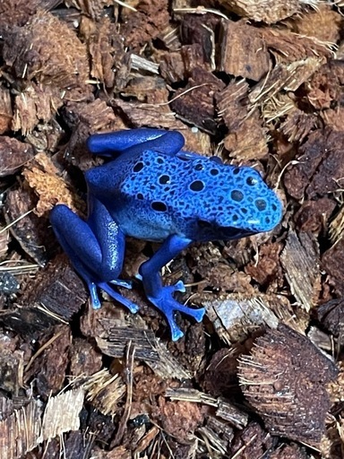 【受け渡し決まりました】カエル2