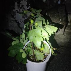 イチジクの挿し穂 (剪定枝) 　挿し木される方にお譲り致します。鮮度維持のためお渡しの直前に剪定します。の画像