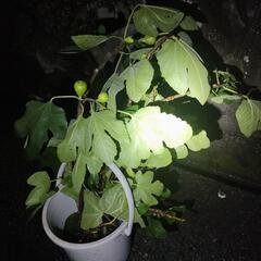 イチジクの挿し穂 (剪定枝) 　挿し木される方にお譲り致します。鮮度維持のためお渡しの直前に剪定します。の画像