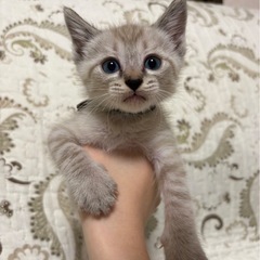 甘えん坊でやんちゃな男の子