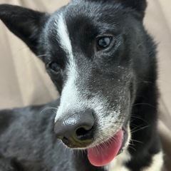 ミックス犬