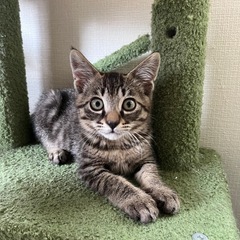 かわいいキジトラ子猫♡3ヶ月男の子
