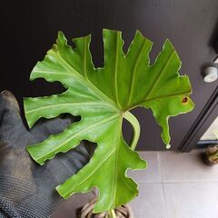 7000円　8 セローム　6号　根上がり　幹上がり　個性的　八丈島産　フィロデンドロンの画像