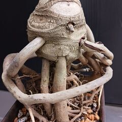 7000円　8 セローム　6号　根上がり　幹上がり　個性的　八丈島産　フィロデンドロンの画像