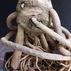 7000円　8 セローム　6号　根上がり　幹上がり　個性的　八丈島産　フィロデンドロンの画像