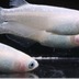 ランキングキーワードに紐づく投稿画像-メダカ