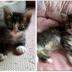 サバ白　長毛ねこちゃん兄妹
