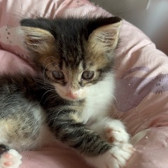 サバ白　長毛ねこちゃん兄妹