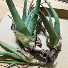 アロエベラ　抜き苗