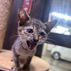 春日市子猫