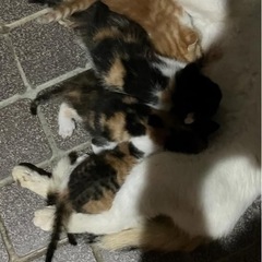 子猫6匹里親さん募集します