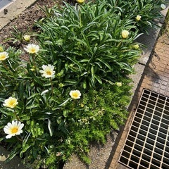 ガザニア　宿根草　の画像