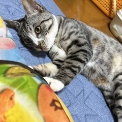 子ネコの里親さん募集