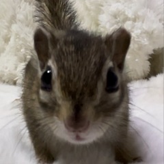 🐿️シマリス🐿️再入荷しました😊