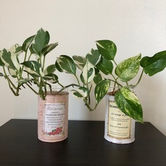 観葉植物　ポトス2種類 リメイク缶セット