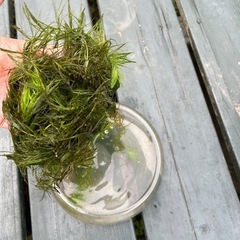 マツモ　水草　メダカの画像
