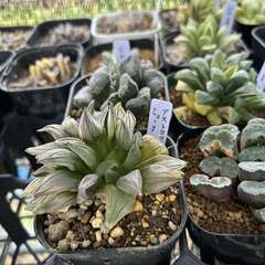 多肉植物 ハオルチア(ハオルシア)の育成仲間募集