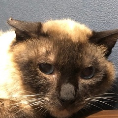 🌈シャム系成猫🌈
