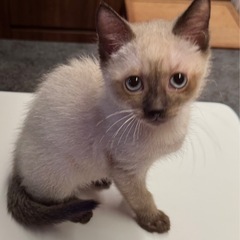 【6/24更新】子猫4匹☆初期医療済み☆from沖縄
